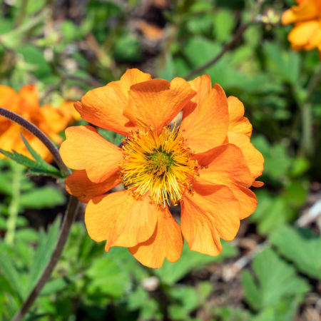 Geum - De Vroomen CA