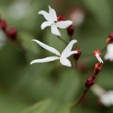 Gillenia - De Vroomen CA