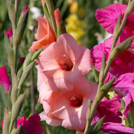 Gladiolus - De Vroomen CA