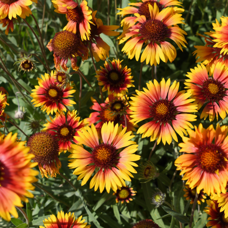 Helenium - De Vroomen CA