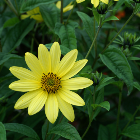 Helianthus - De Vroomen CA