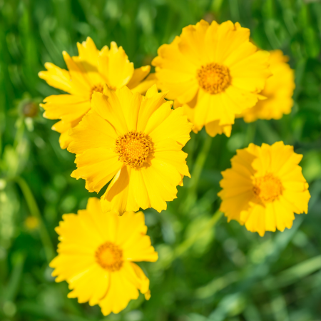 Heliopsis - De Vroomen CA