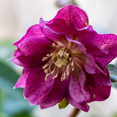 Helleborus - De Vroomen CA