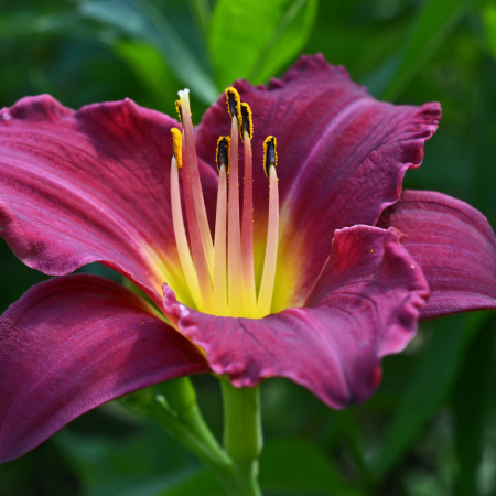 Hemerocallis - De Vroomen CA