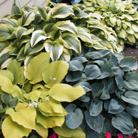 Hosta - De Vroomen CA