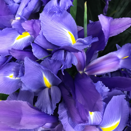 Iris - De Vroomen CA