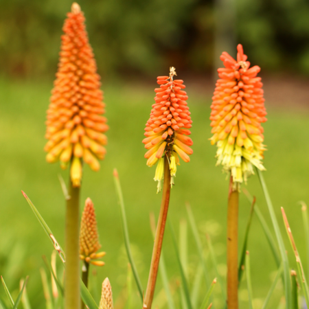 Kniphofia - De Vroomen CA