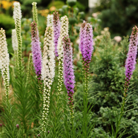 Liatris - De Vroomen CA