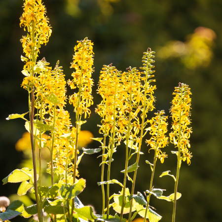 Ligularia - De Vroomen CA