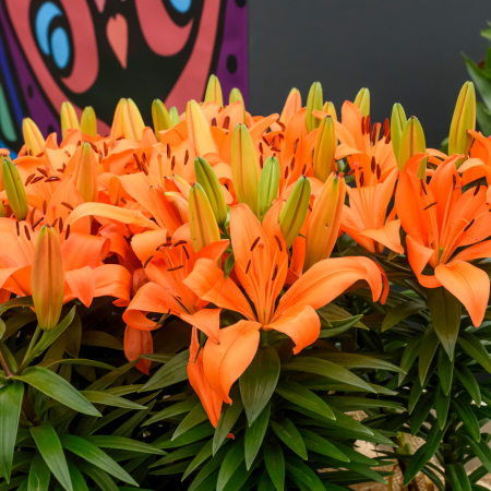 Lilium - De Vroomen CA