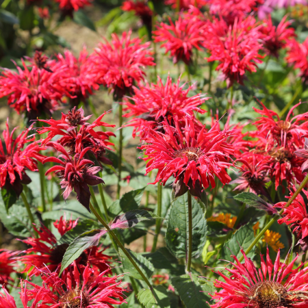 Monarda - De Vroomen CA