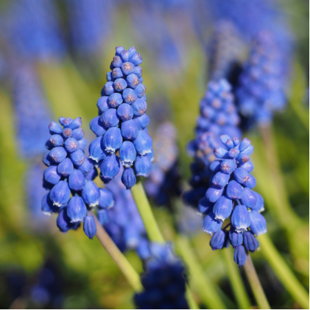 Muscari - De Vroomen CA