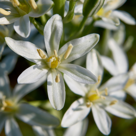Ornithogalum - De Vroomen CA
