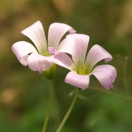 Oxalis - De Vroomen CA