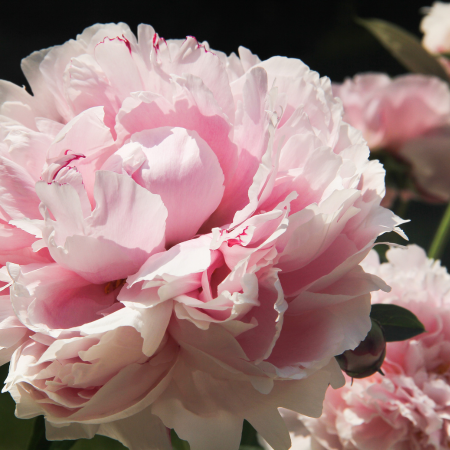 Paeony - De Vroomen CA