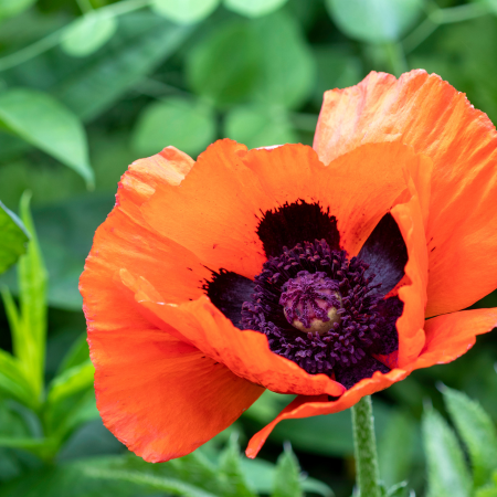 Papaver - De Vroomen CA
