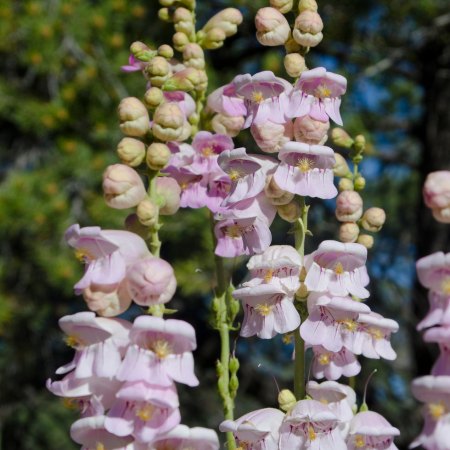 Penstemon - De Vroomen CA