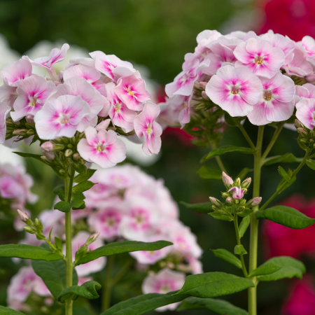 Phlox - De Vroomen CA