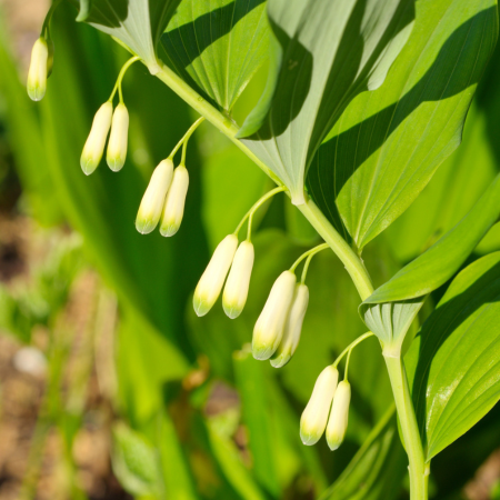 Polygonatum - De Vroomen CA