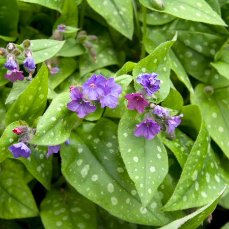 Pulmonaria - De Vroomen CA