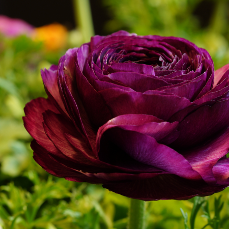 Ranunculus - De Vroomen CA