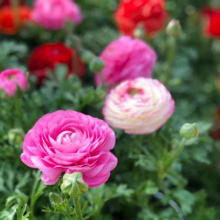 Ranunculus - De Vroomen CA