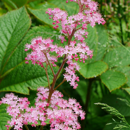 Rodgersia - De Vroomen CA