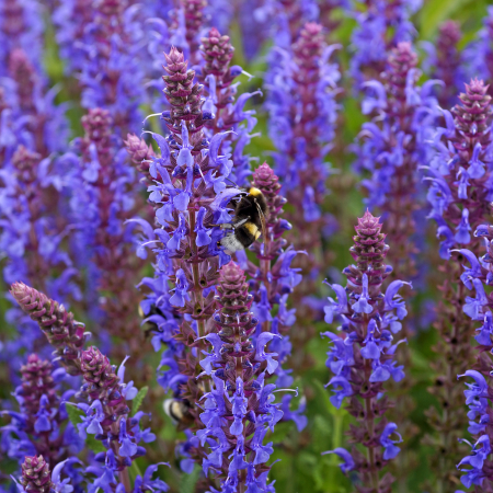 Salvia - De Vroomen CA