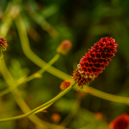 Sanguisorba - De Vroomen CA