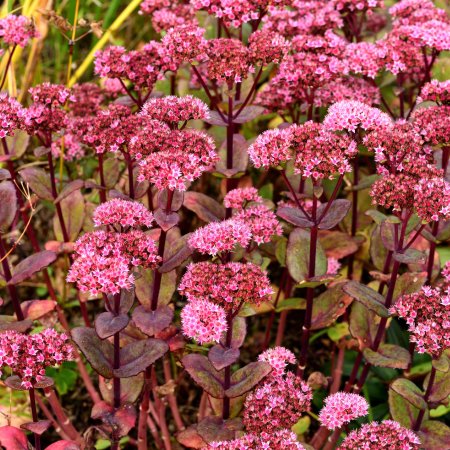 Sedum - De Vroomen CA