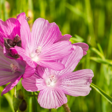 Sidalcea - De Vroomen CA
