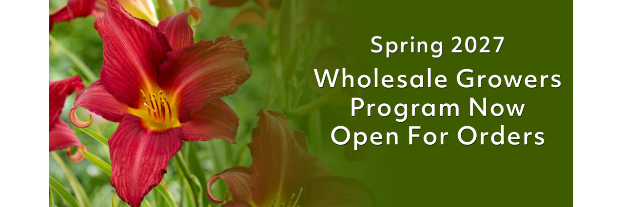 Spring Wholesale