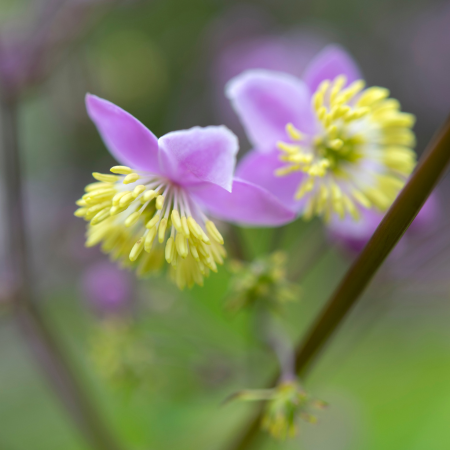 Thalictrum - De Vroomen CA