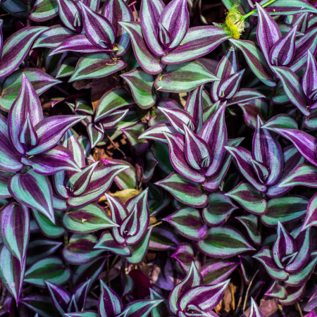 Tradescantia - De Vroomen CA