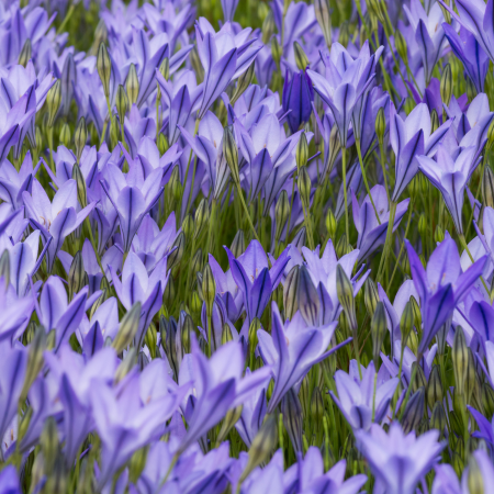 Triteleia - De Vroomen CA