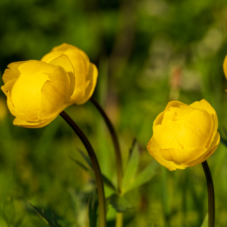 Trollius - De Vroomen CA