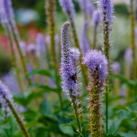 Veronicastrum - De Vroomen CA