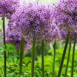 Allium Globemaster