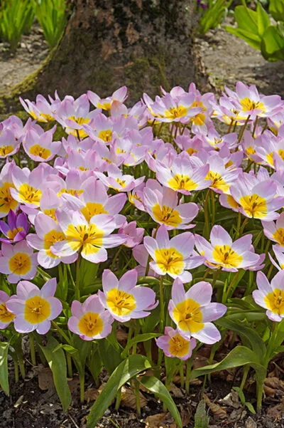 bakerii Lilac Wonder