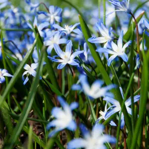 Chionodoxa
