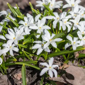 Chionodoxa Alba