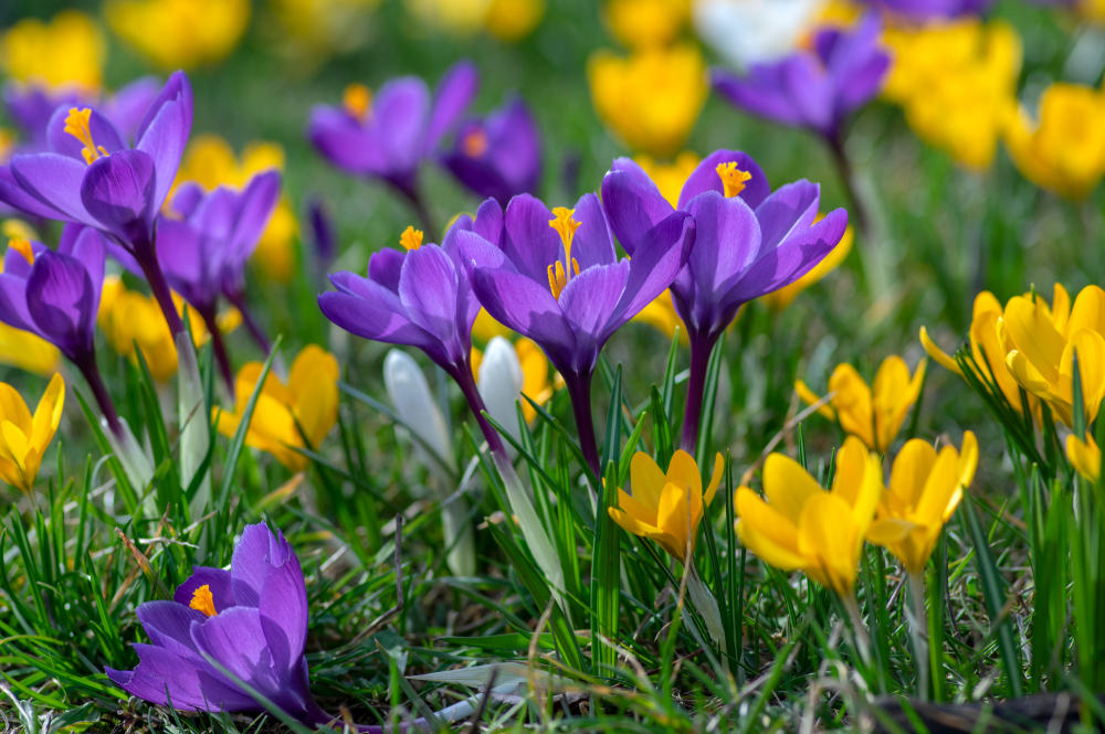 Crocus mixed vernus