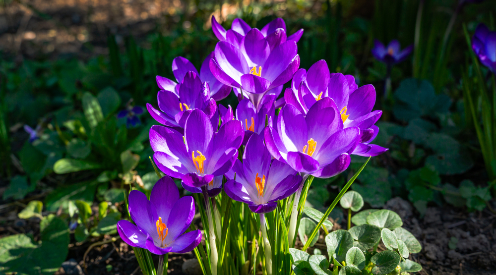 Crocus Ruby Giant Crocus Ruby Giant