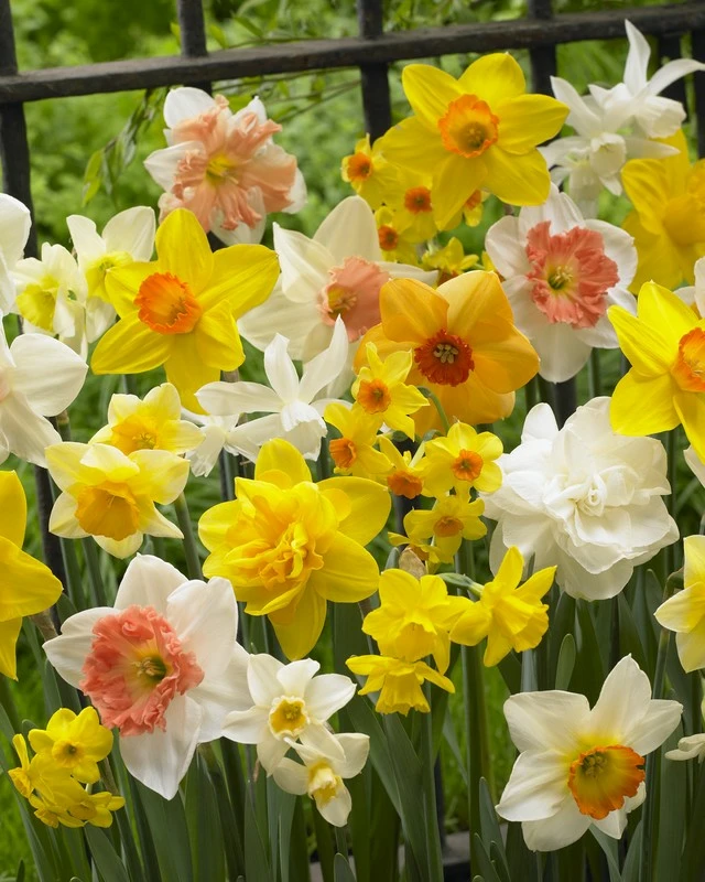Daffodil all spring mix