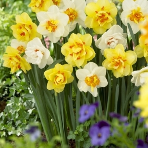 Daffodil Blends