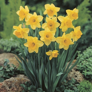 Daffodil Carlton