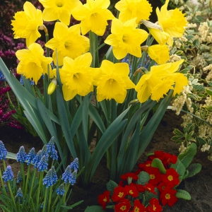 Daffodil Dutch Master