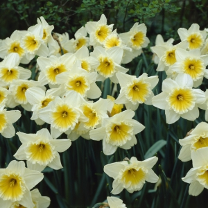 Daffodil Ice Follies