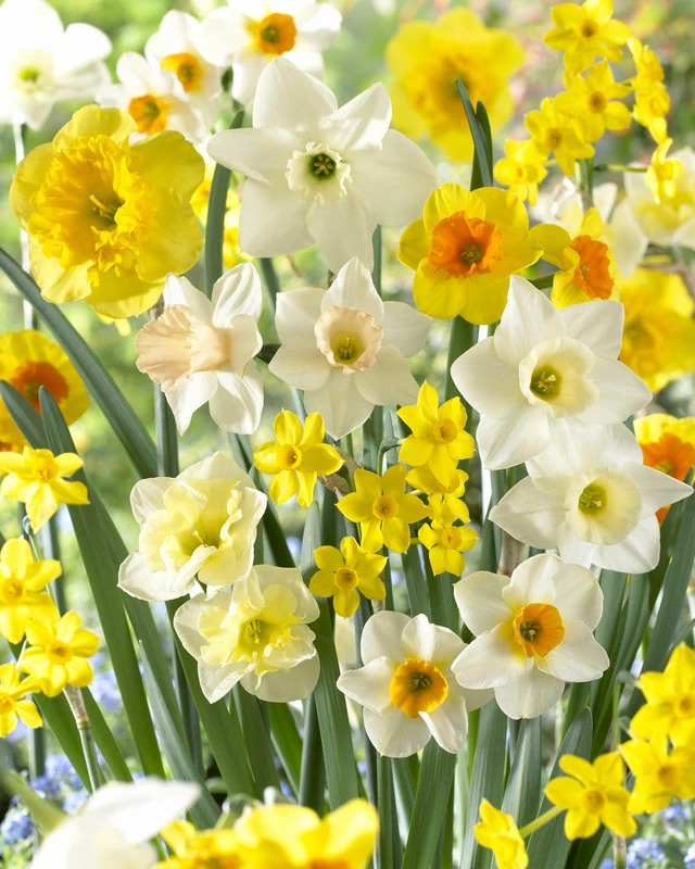 Daffodil Mix Fragrant Meadow