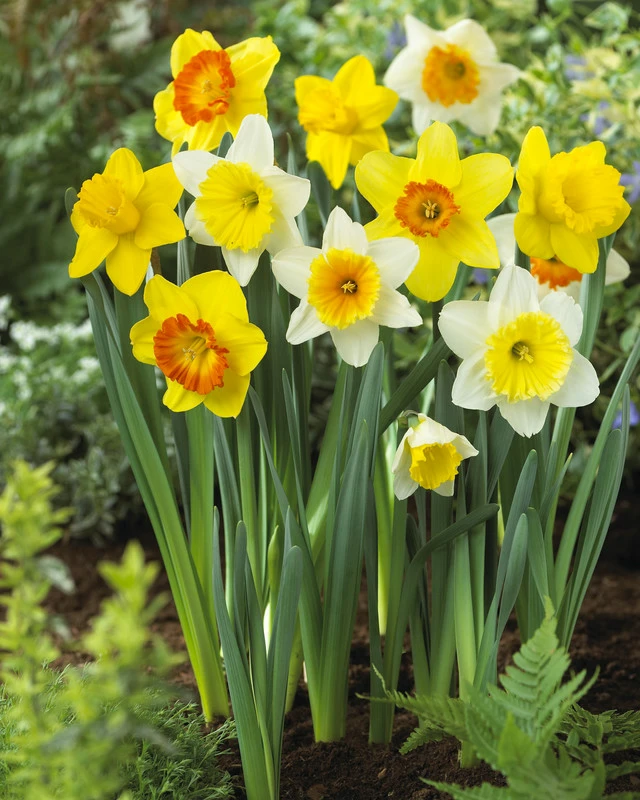 Daffodil Narcissus Large Cupped Mixed